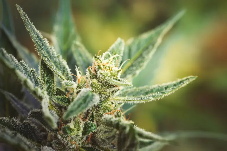 Medizinisches Cannabis am Romanplatz München: THC & CBD 22 Nahaufnahme einer Cannabisblüte mit Trichomen, symbolisiert medizinisches Cannabis auf Rezept in München, Behandlung mit THC und CBD.