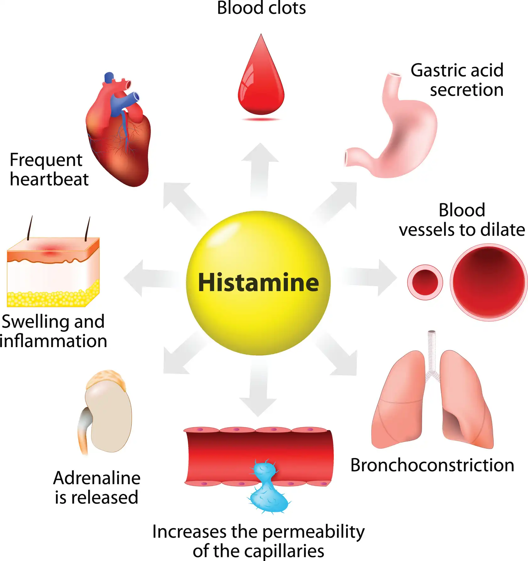 Koffein-Unverträglichkeit & Histamin: Symptome, Test & Tipps 12 histamin – wo es im körper beteiligt ist