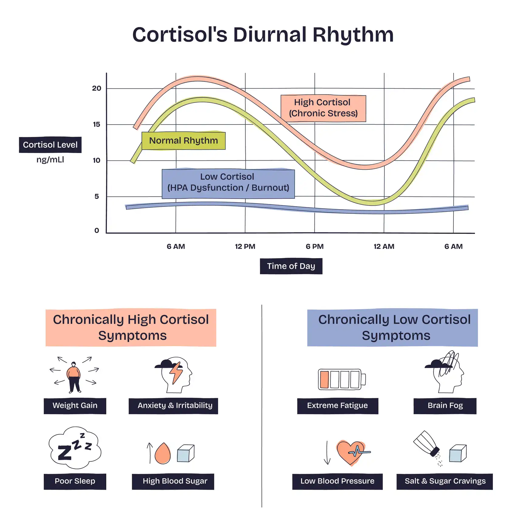 Wichtiges Cortisol – Stresshormon mit Wirkung: Hausarzt erklärt Symptome 2 Grafik: Tagesverlauf – morgendlicher Peak mit anschließendem Abfall