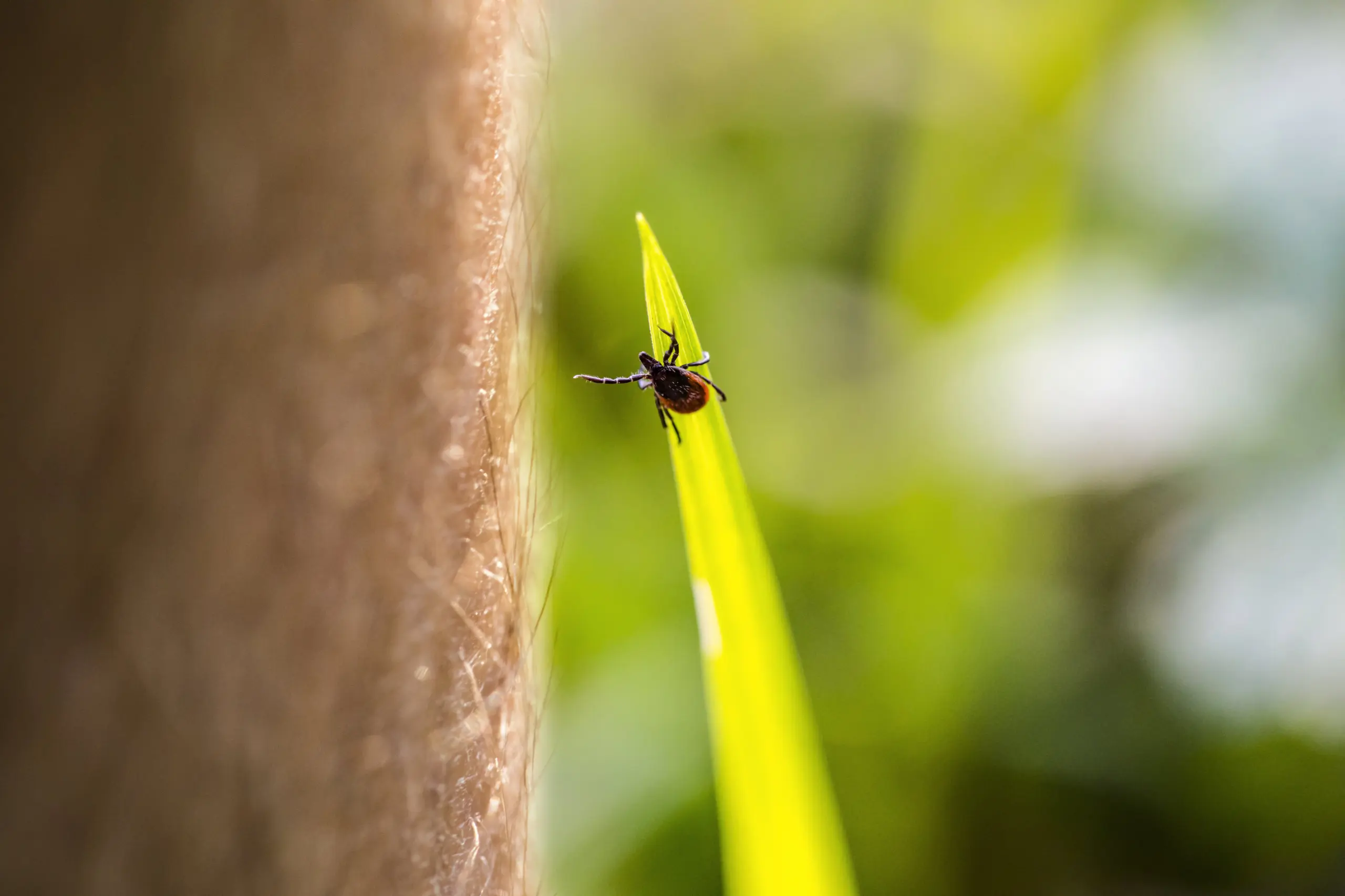 Close-up of Tick Reaching For Human Leg Passing By in Forest