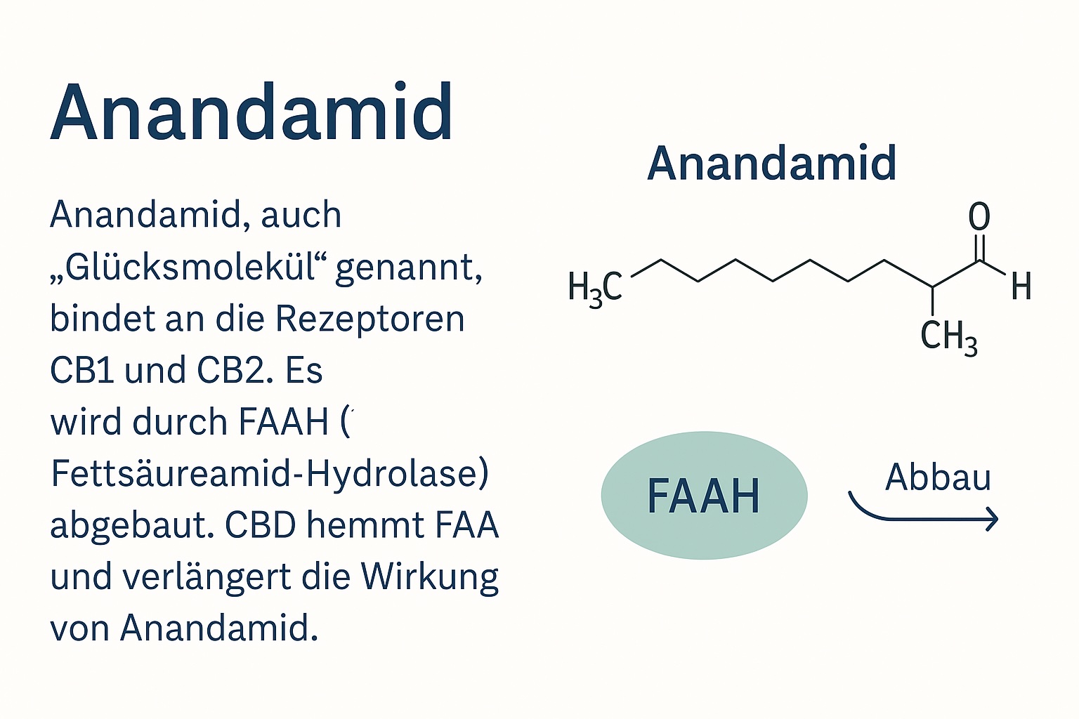 FAAH-Abbauweg von Anandamid – Schmerztherapie mit medizinischem Cannabis