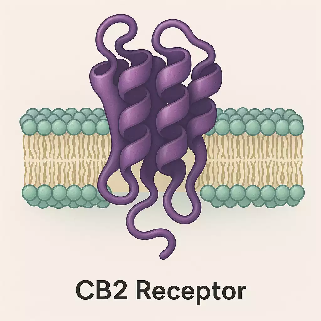 Schmerztherapie mit medizinischem Cannabis – CB2-Rezeptor Darstellung