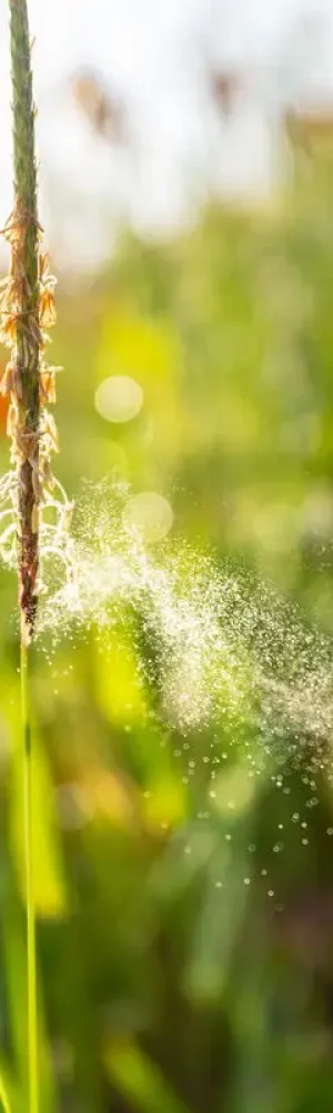 close up macrophoto of pollination, pollen flying away from grass outdoors in natural meadow, starting allergic season, troublesome time for people suffering from hay fever